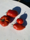 Tomate - la petite - image 2