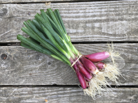 Oignons rouge de florence