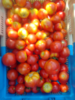 Tomates bio variétés anciennes - 1kg