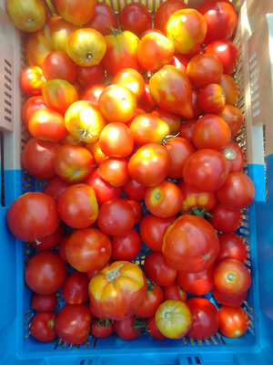 Tomates bio variétés anciennes - 0.5kg