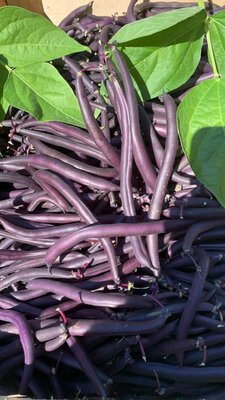 Haricots violets