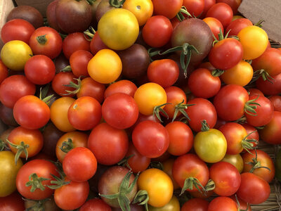 Tomate cerise bio