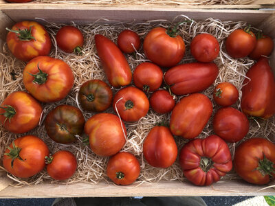 Tomates anciennes bio