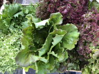 Salades scaroles bio