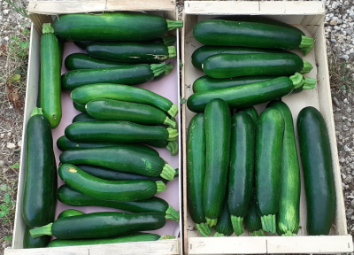 Courgettes bio déclassées gros calibre