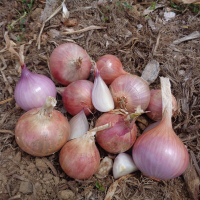 Oignons roses