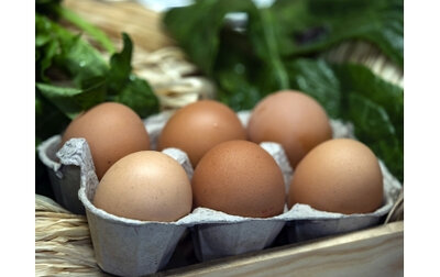 Oeufs bio
