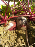 Jeunes betteraves rouges bio en botte