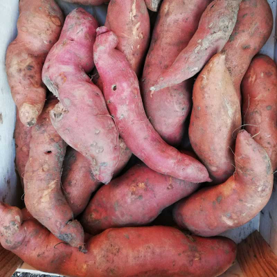 Patates douces bio
