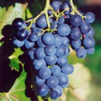 Raisin muscat bleu