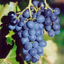 Raisin muscat bleu