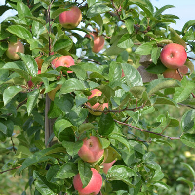 Pomme delbard festival