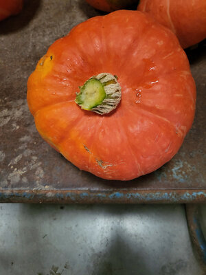 Potimarron gros