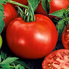 Tomate maestria