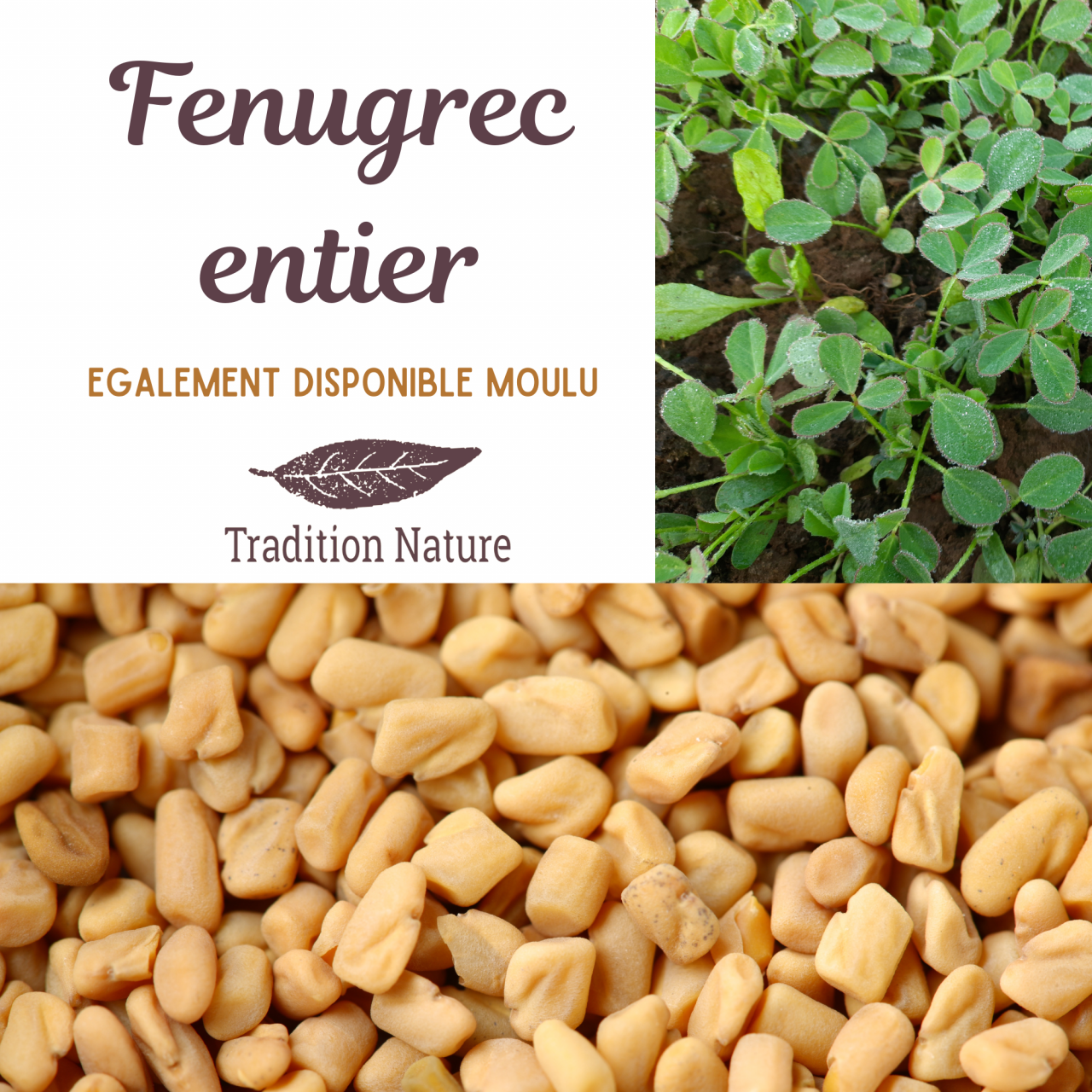 Fenugrec Graines Enti res 100g 100 G Tradition Nature Locavor fr Fenugrec Graines Enti res 100g 100 G Tradition Nature Locavor fr
