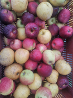 Lot 10kg pommes anti gaspi