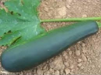 Courgette a farcir