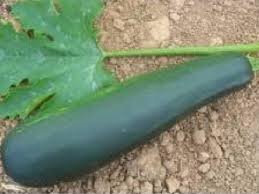 Courgette a farcir