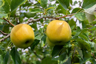 Pommes 'opal'