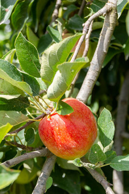 Pommes 'écolettes'