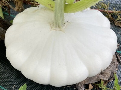 Pâtisson blanc