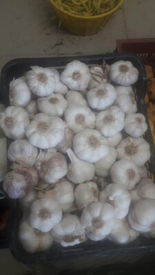 Ail blanc