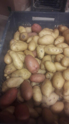 Pomme de terre
