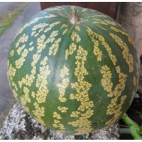 Melon a confiture