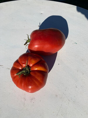Tomate - grosse en mélange