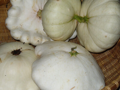 Patisson blanc-700g