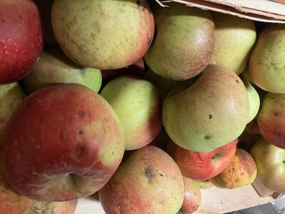Pommes de plein vent rouges