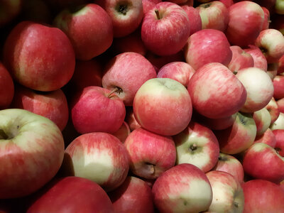 Pomme elstar