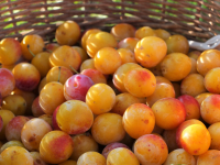 Mirabelles