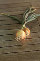 Oignon garde bio