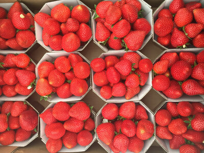Fraises charlotte