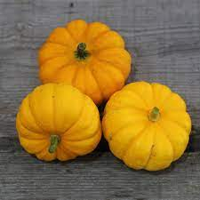 Courge jack be little bio