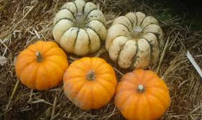 Courge mini en mélange bio