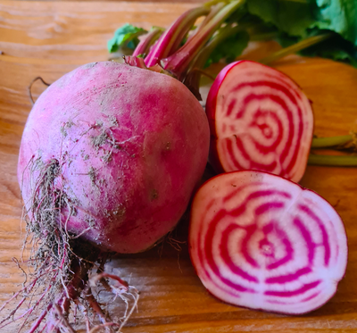 Betterave chioggia