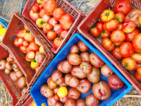 Tomates variétés anciennes