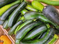 Courgette hors gabarit