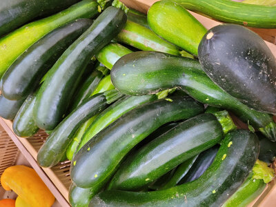 Courgette hors gabarit