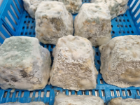 Pyramide demi-sèche cendrée