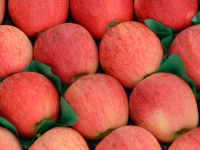 Pomme  gala en plateau 4,5 kg