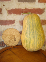 Courge sucrine du berry