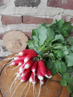 Botte de radis 1/2 long