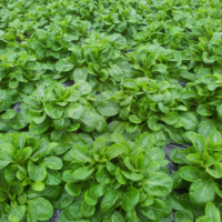 Plant de mâche par 6