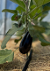 Aubergine-[COPIE A MODIFIER] - image 2