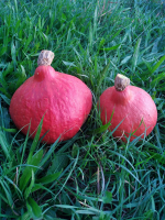 Potimarron bio 1kg (+ ou - 200gr)