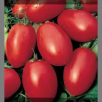 Tomate à jus, sauce...