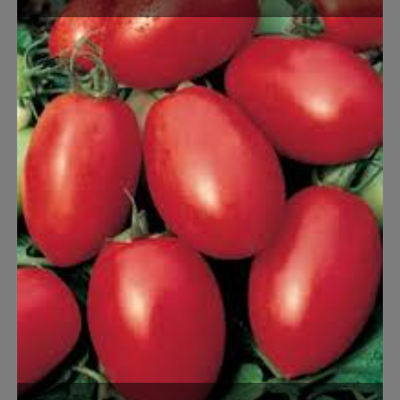Tomate à jus, sauce...